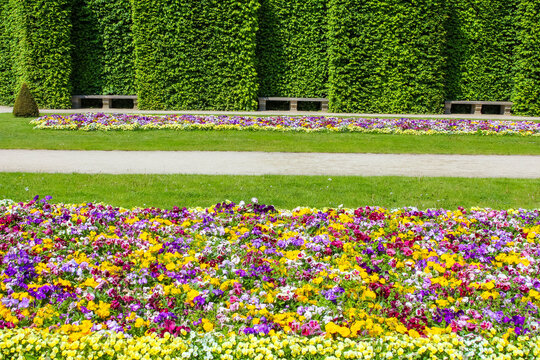 Warsaw, Poland,May 24, 2026. Symmetrical paths separate vibrant flower fields from tall green hedge walls in the formal park layout of Wilanow Palace. High quality photograph