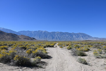Fototapeta premium Dirt road leading through desert valley with yellow bushes and mountains.