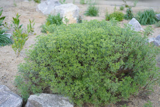 Close-up of Artemisia abrotanum (southernwood) with fine feathery silver-green foliage growing in a sunny herb garden.