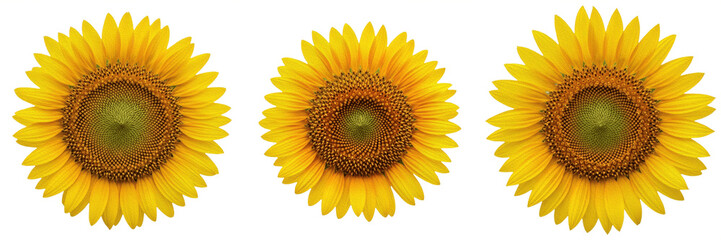 Set and collection of vibrant yellow sunflower blossom head macro view summer botanical flora garden design asset isolated on white transparent png background © masterimages