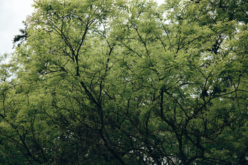 Fototapeta premium Soft focus view of lush green tree crowns creating a natural canopy in spring forest. Atmospheric nature background with organic textures calming mood and cinematic outdoor aesthetic. Fresh greenery.