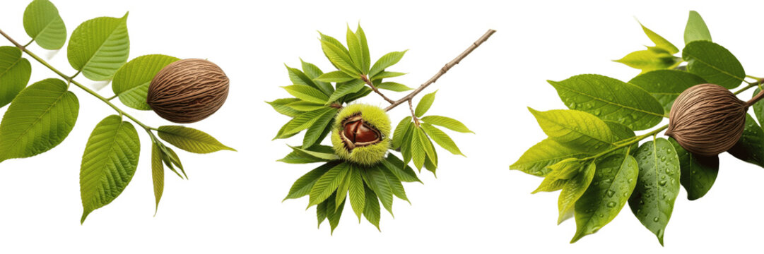 Set and collection of fresh chestnut inside open prickly burr green husk with leaves branch botanical asset isolated on white transparent png background