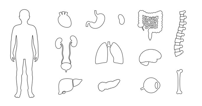 Human internal organs