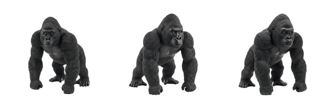 Set and collection of powerful wild silverback gorilla ape walking full body profile view jungle wildlife biology asset isolated on white transparent png background