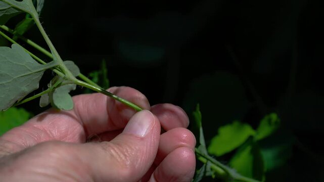 Greater Celandine breaking off a twig, orange latex, toxic (Chelidonium majus) - (4K)