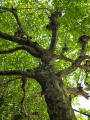 Obraz premium Looking Up at Plane Tree Canopy Green Leaves Germany