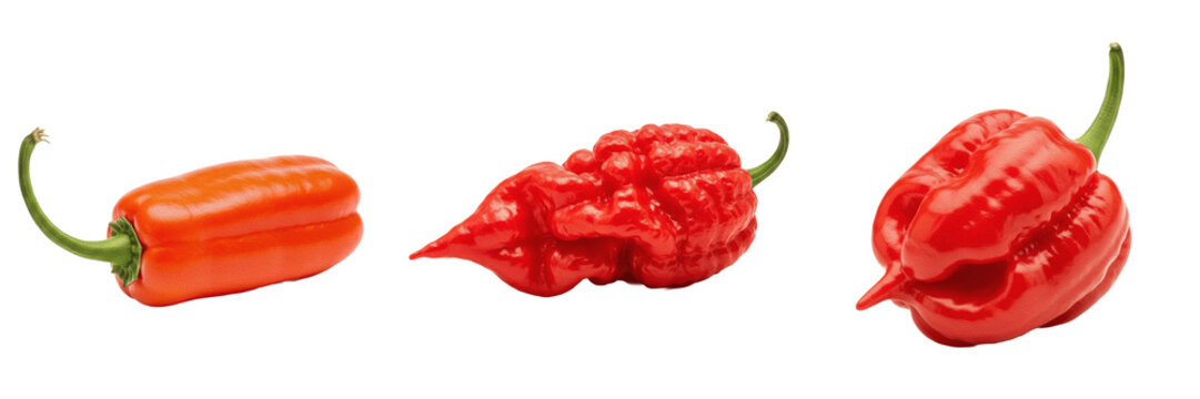 Set and collection of fiery red hot ghost pepper or bhut jolokia extremely spicy chili pepper culinary asset isolated on white transparent png background