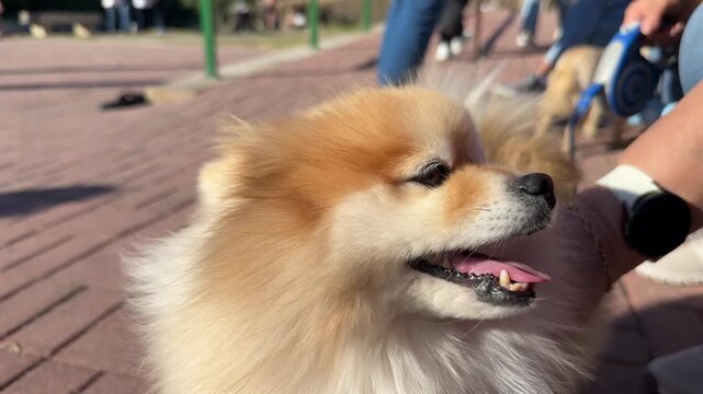 Close up portrait of fluffy Pomeranian dog outdoors
