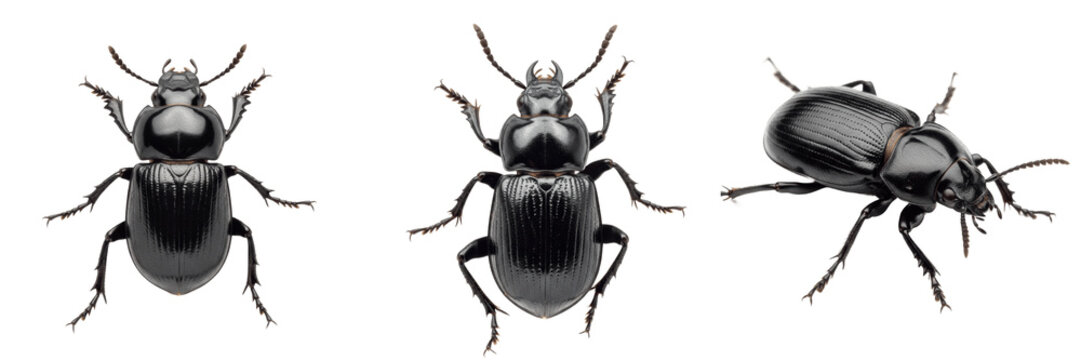 Set and collection of large black beetle insect macro photography view showing shell texture antennae and legs wildlife bug biology asset isolated on white transparent png background