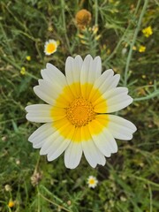 Fototapeta premium Macro shot of Glebionis coronaria crown daisy with white and yellow petals