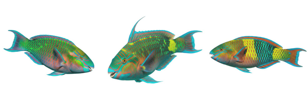 Set and collection of beautiful vibrant green and blue parrotfish swimming elegantly or tropical coral reef aquatic ocean animal asset isolated on white transparent png background