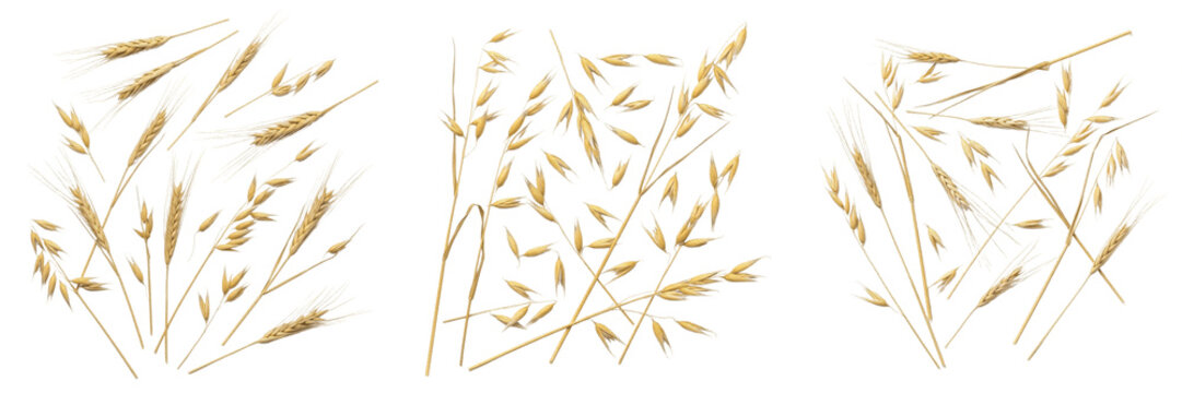 Set and collection of dry golden wheat ears stalks background pattern or organic barley oat crop agriculture harvest texture isolated on white transparent png background
