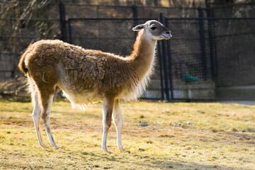 llama in the zoo © Martin