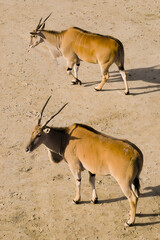 antelope on the ground © Martin