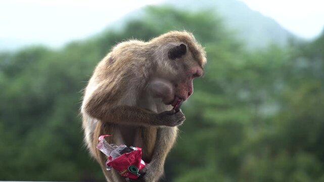 View of a toque macaque monkey sitting and eating a chocolate sandwich cookie from a red plastic wrapper against a lush green forest background in Sri Lanka.