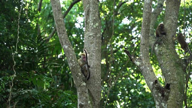 View of toque macaque monkeys climbing and sitting on tree trunks amidst the lush green foliage of a tropical jungle in Sri Lanka.