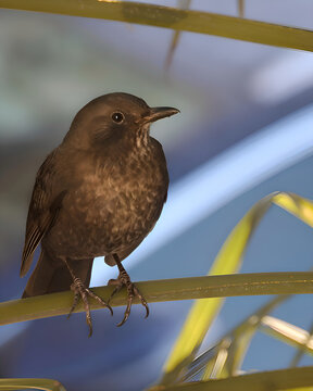 merlo