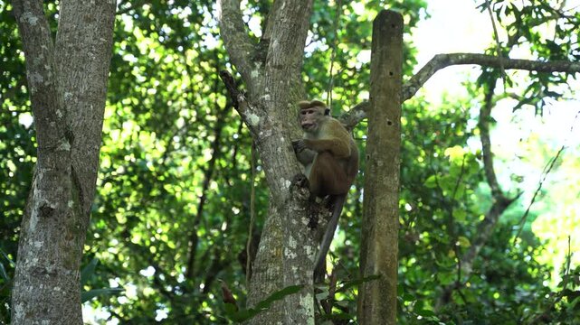 View of a toque macaque monkey sitting on a tree branch and eating in a lush green tropical forest in Sri Lanka.
