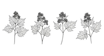 Obraz premium botanical plant illustration of wild meadow flowers with detailed leaf design perfect for organic nature-themed decorative prints and graphic elements