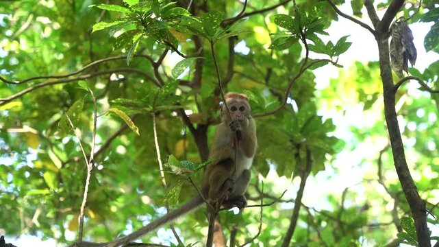 View of a toque macaque monkey sitting on a tree branch surrounded by lush green foliage in the jungle Sri Lanka.