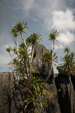 palm trees on the beach in thailand
