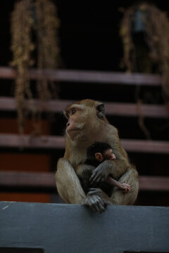 mother monkey and baby monkey