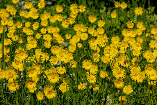 Selective focus of yellow flowers, Doronicum (Leopard's bane) is a genus of sunflower, Produce yellow daisy-like flowerheads in spring, Herbaceous perennials, Family of Asteraceae, Natural background.