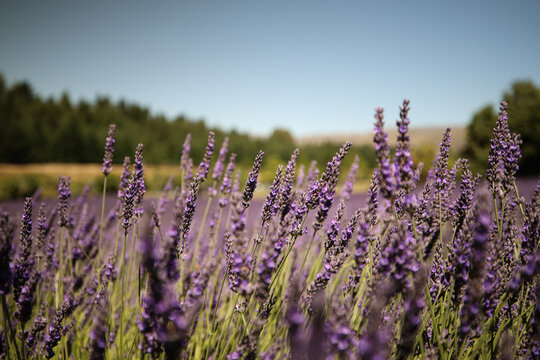 field of lavender