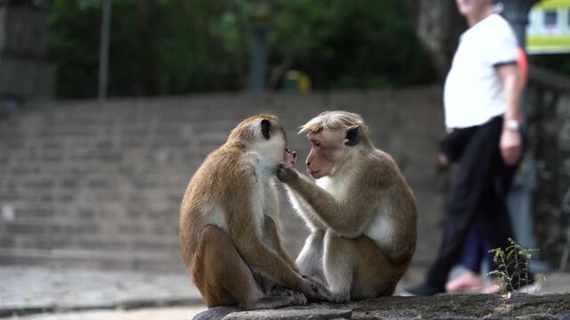 View of two toque macaques grooming each other while sitting on a stone wall with ancient steps and green trees in the background Sri Lanka.
