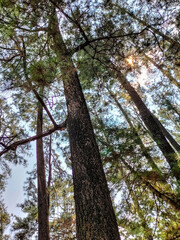 Fototapeta premium Selective focus. Low angle view looking up at tall pine tree trunks and branches creating natural canopy pattern against cloudy sky. Pine forest. Forest perspective. Nature photography.