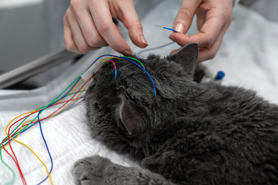 Veterinary neurology clinic procedure cat electroencephalography EEG test to check brain activity and neurological health using medical electrodes, wires, equipment by a professional vet practitioner