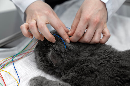 Veterinary neurology clinic procedure cat electroencephalography EEG test to check brain activity and neurological health using medical electrodes, wires, equipment by a professional vet practitioner