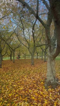 Autumn leaves carpet the ground in Cornwall park, Auckland, New Zealand., as a groundskeeper operates a tractor in the background.