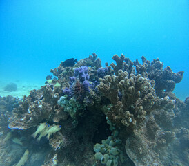 Obraz premium coral reef and diver