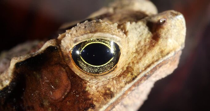 Crested Forest Toad (Rhinella margaritifera), camouflaged in the leaf litter. Yasuni National Park, Orellana province, the Ecuadorian Amazon.