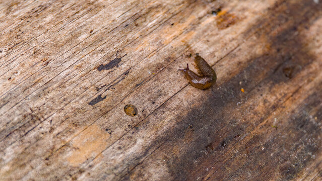 slug on a log