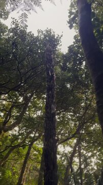 Looking up through lush green Nikau palm trees and dense foliage towards a bright, overcast sky in the tropical rainforest of , KareKare, Auckland, New Zealand.