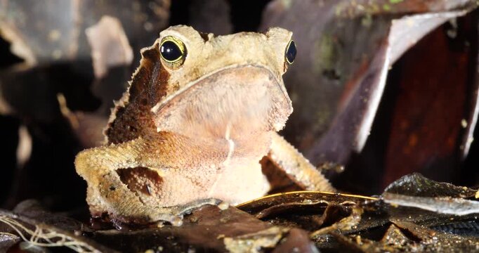Crested Forest Toad (Rhinella margaritifera), camouflaged in the leaf litter. Yasuni National Park, Orellana province, the Ecuadorian Amazon.