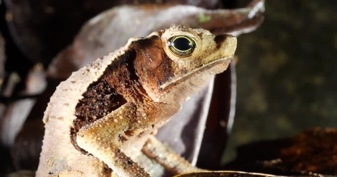 Crested Forest Toad (Rhinella margaritifera), camouflaged in the leaf litter. Yasuni National Park, Orellana province, the Ecuadorian Amazon.
