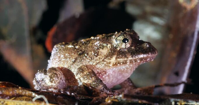 Nauta Robber Frog (Strabomantis sulcatus). Yasuni National Park, Orellana province, the Ecuadorian Amazon.