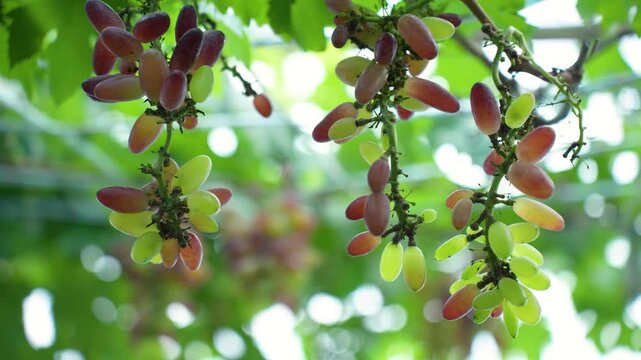 View of bunches of long red and green grapes hanging from vines with lush green leaves in a vineyard in Bogura, Rajshahi Division, Bangladesh.