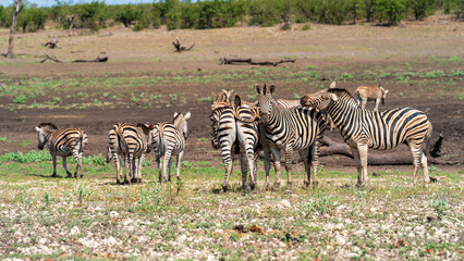 Group of zebras reinforcing social bonds at a waterhole location, Kruger National Park, South Africa © Jose