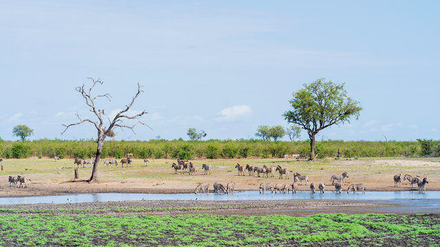Zebras quenching the thirst at a waterhole, Kruger National Park, South Africa
