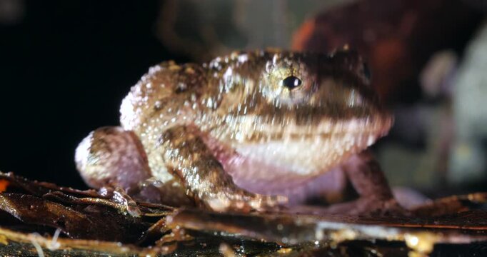 Nauta Robber Frog (Strabomantis sulcatus). Yasuni National Park, Orellana province, the Ecuadorian Amazon.