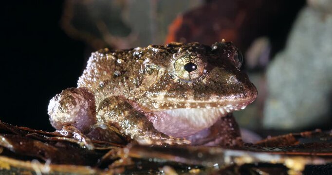 Nauta Robber Frog (Strabomantis sulcatus). Yasuni National Park, Orellana province, the Ecuadorian Amazon.