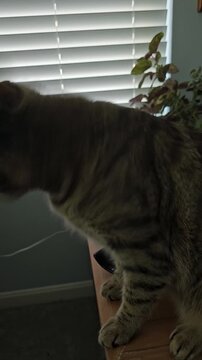 Striped tabby cate scratching ear with back foot vertical video