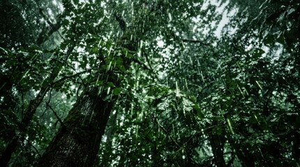 Fototapeta premium Lush Canopy - A Glimpse Upward Through Dense Forest Foliage.