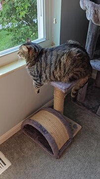 Striped pet cat laying on top of scratching post platform looking out window vertical video