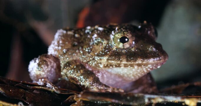 Nauta Robber Frog (Strabomantis sulcatus). Yasuni National Park, Orellana province, the Ecuadorian Amazon.
