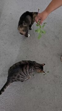 Cat eating catnip held in hand of woman playfully shaking it vertical video